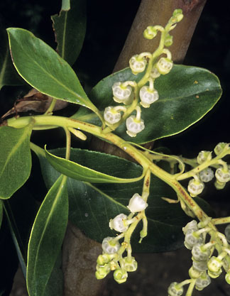 arbutus menziesii 2 graphic